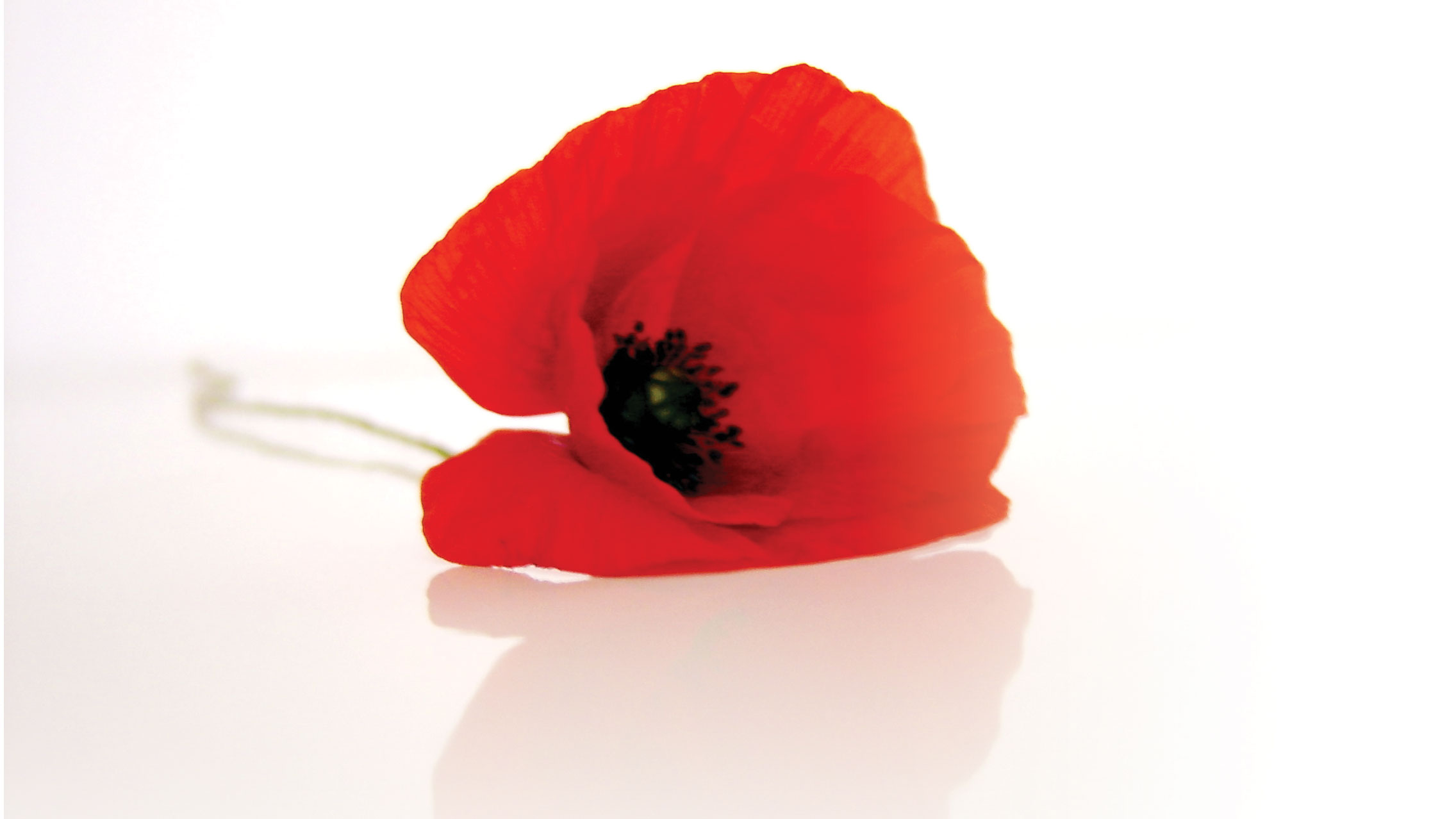 ANZAC-poppy