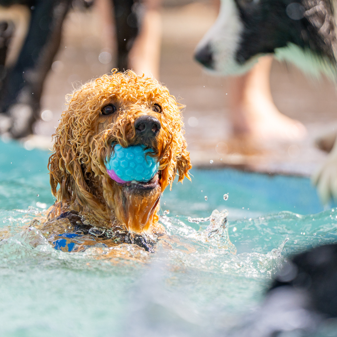 Curly-haired dog joyfully swims in a pool with a blue ball in its mouth, surrounded by other dogs. The scene is vibrant and playful.