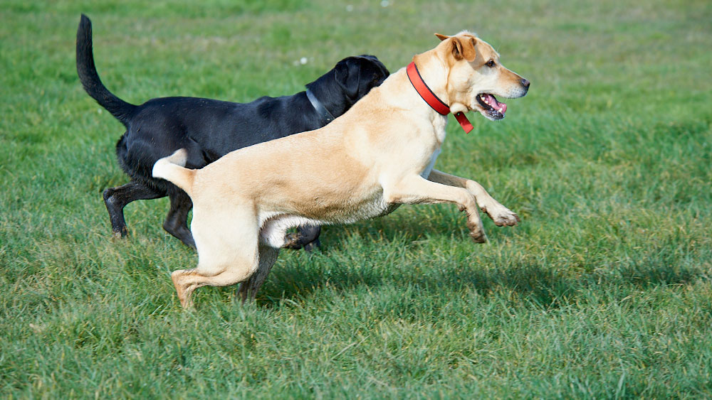 Pay your dog registration online