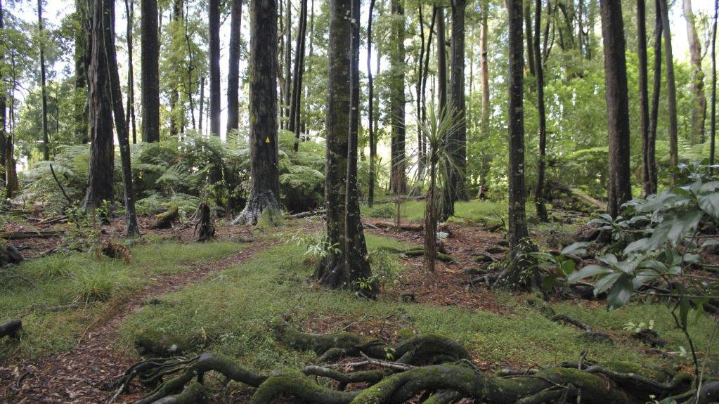 Wright's Bush, Waikato District