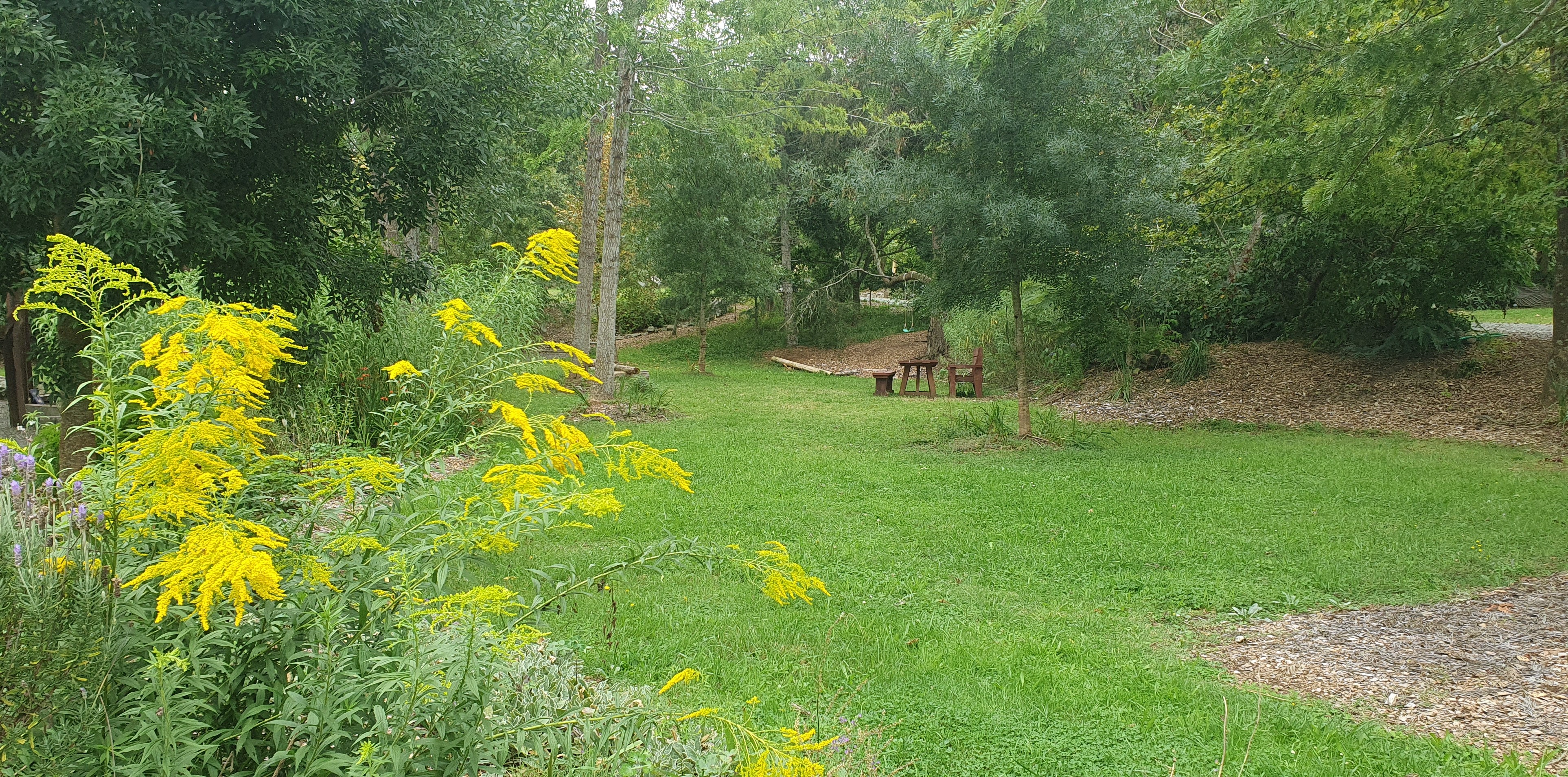 Green lawn with trees around the lawn edges
