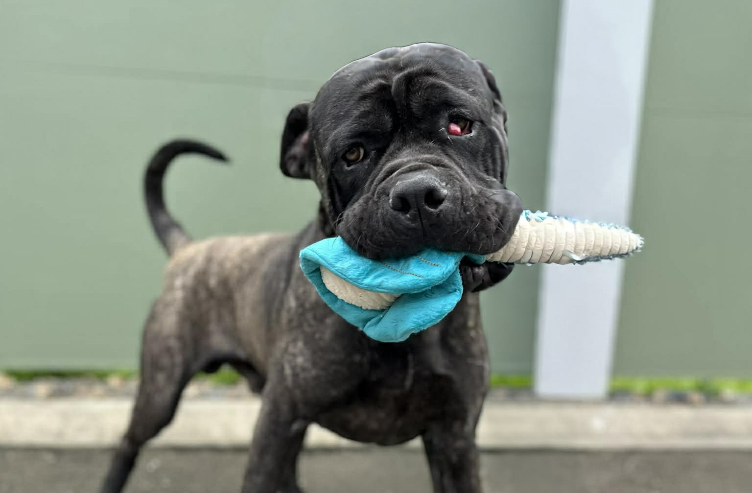 A dog called Doofus playing with a dog toy.