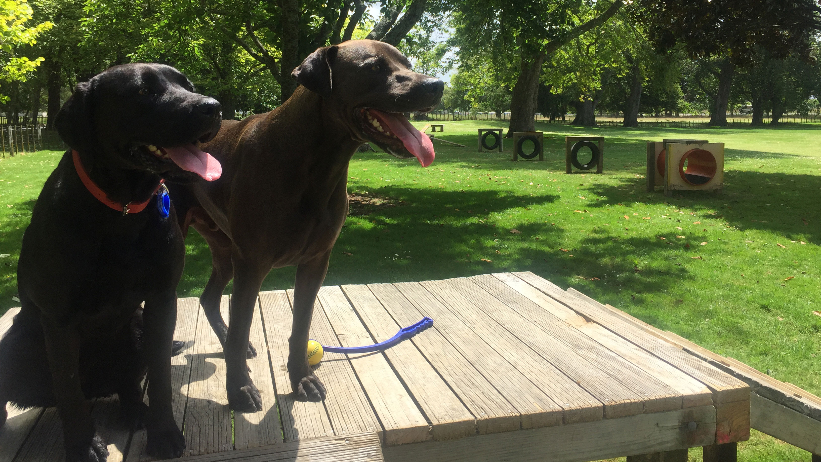 Koey and Monty at the new dog agility exercise area at Horotiu. 