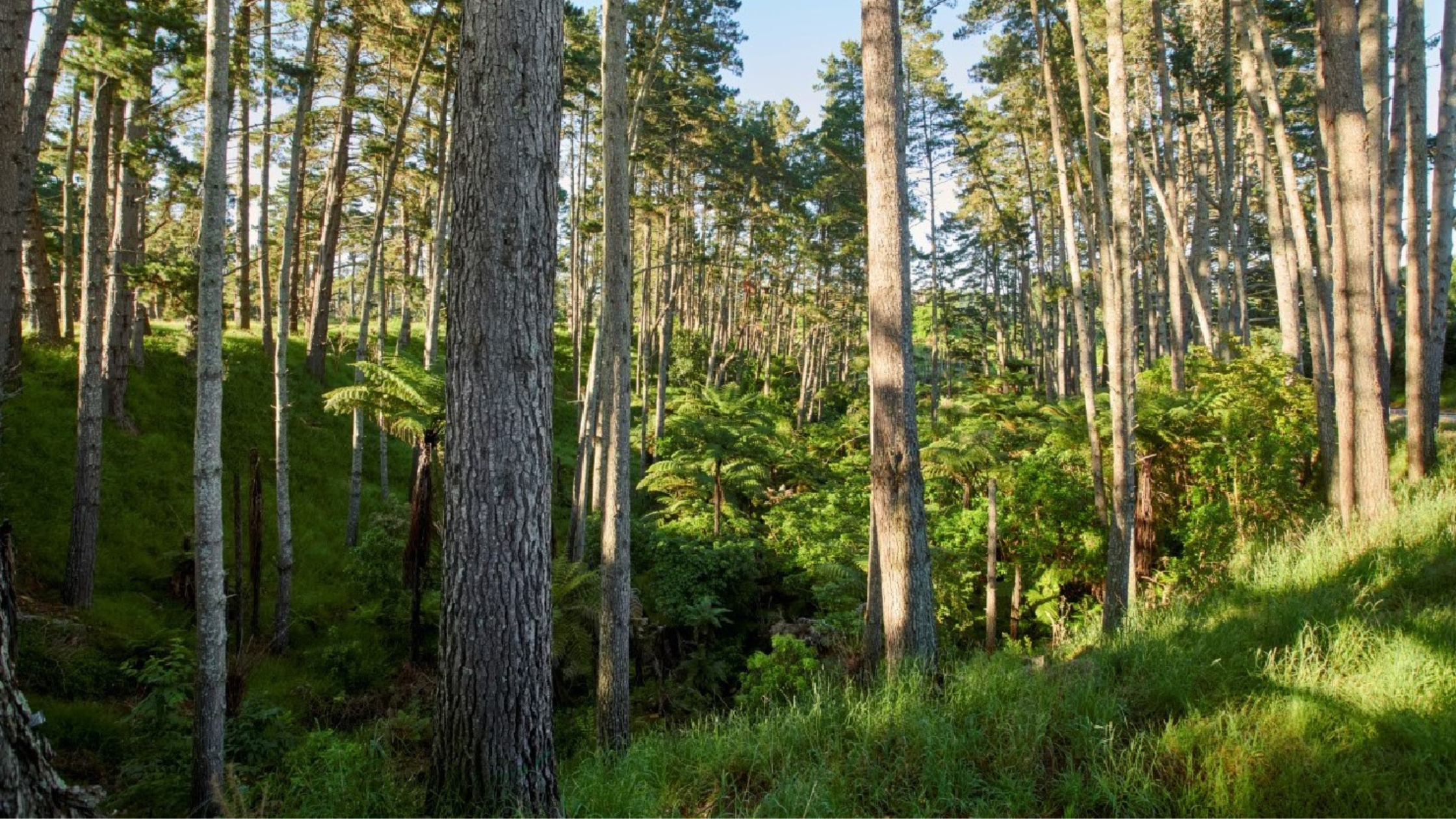 Nature in Tamahere at Tamahere Scientific Reserve