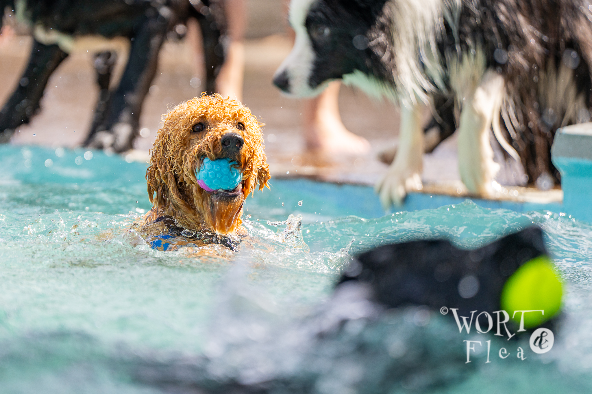 A curly-haired dog happily swims in a pool, holding a blue ball in its mouth. Another dog watches from the edge, creating a lively, playful scene.