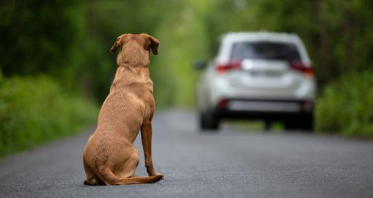 A brown dog sits on a deserted road, watching a white SUV drive away, surrounded by lush green trees, evoking a sense of longing and solitude.