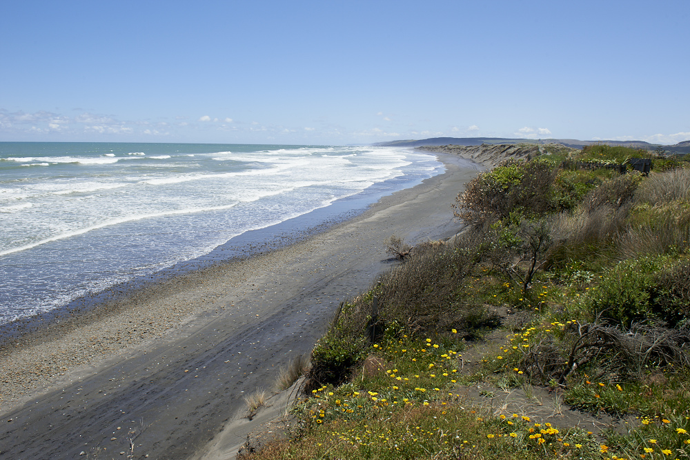 Port Waikato coastal reserve