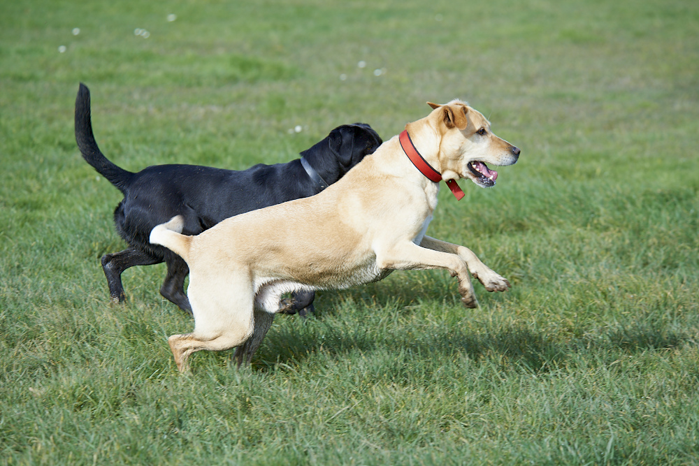 Find your local dog park